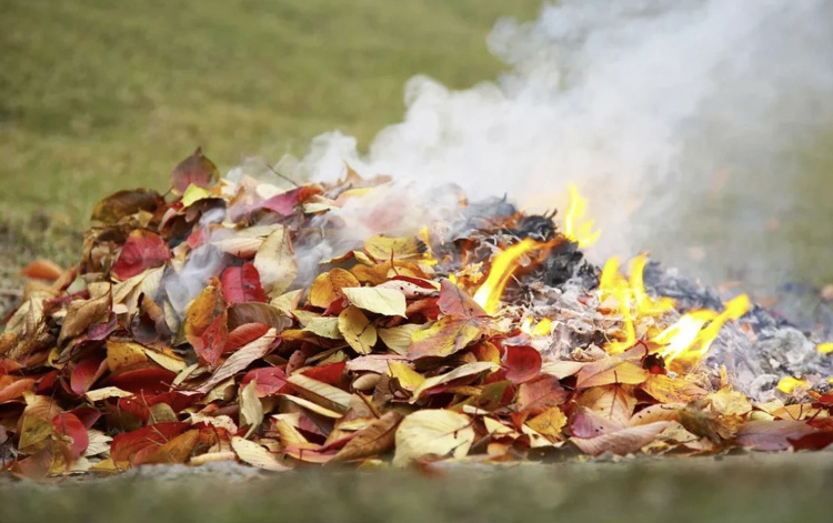 (Фото из интернета)