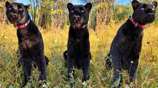 Пантера Луна под покровом утреннего тумана 🐆🌫