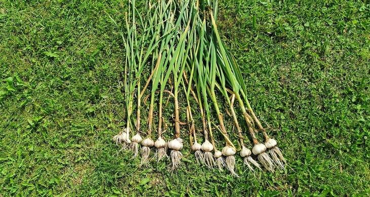    Когда собирать яровой чеснок и как заплетать в косу