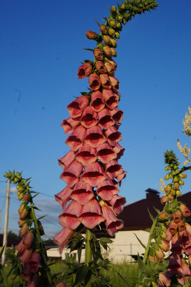 Соцветия 60-90 сантиметров длиной