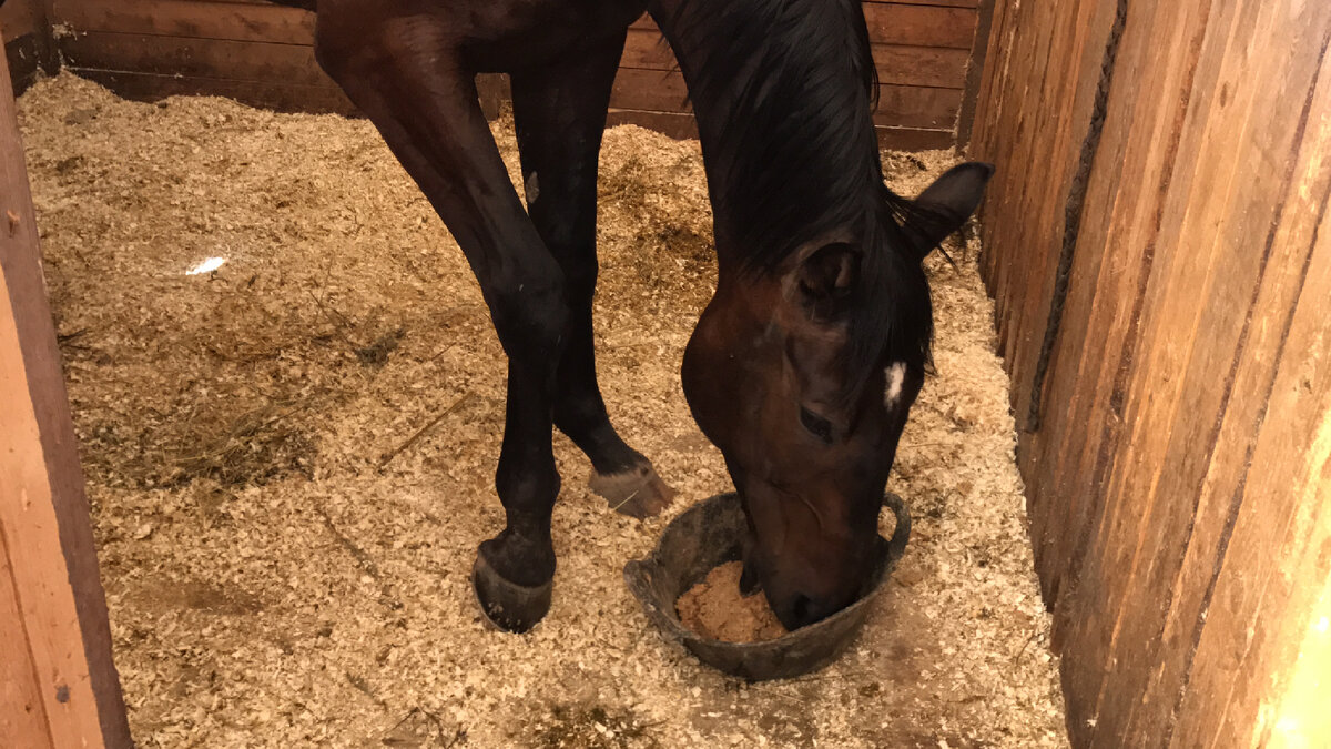 2017 год. Мой первый конь