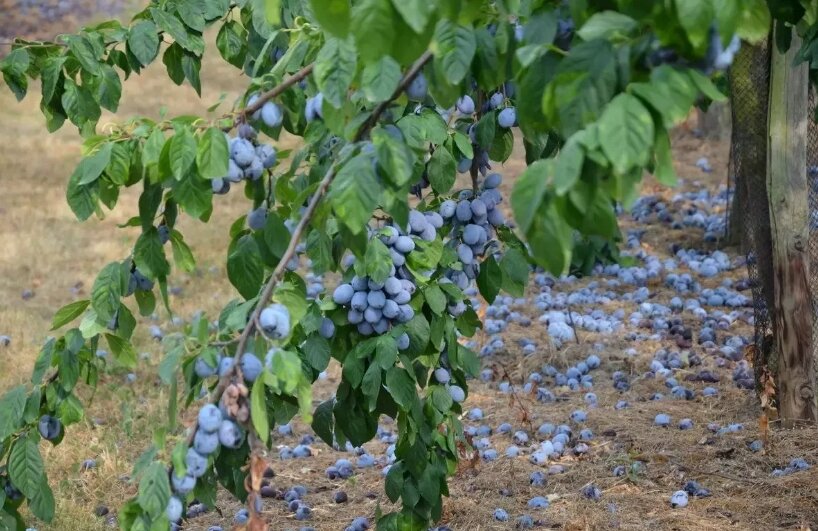 Опадает почти вся недозревшей