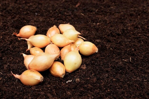 Осенний способ посадки вызывает немало споров.