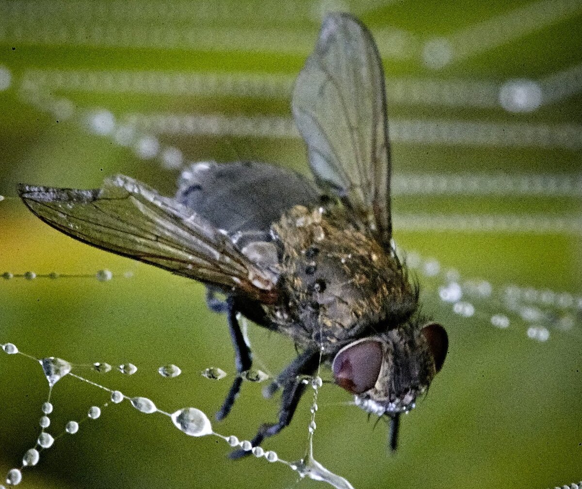 Что такое fly. Муха жигалка. Муха влипла. Муха паукообразная. Муха в паутине.