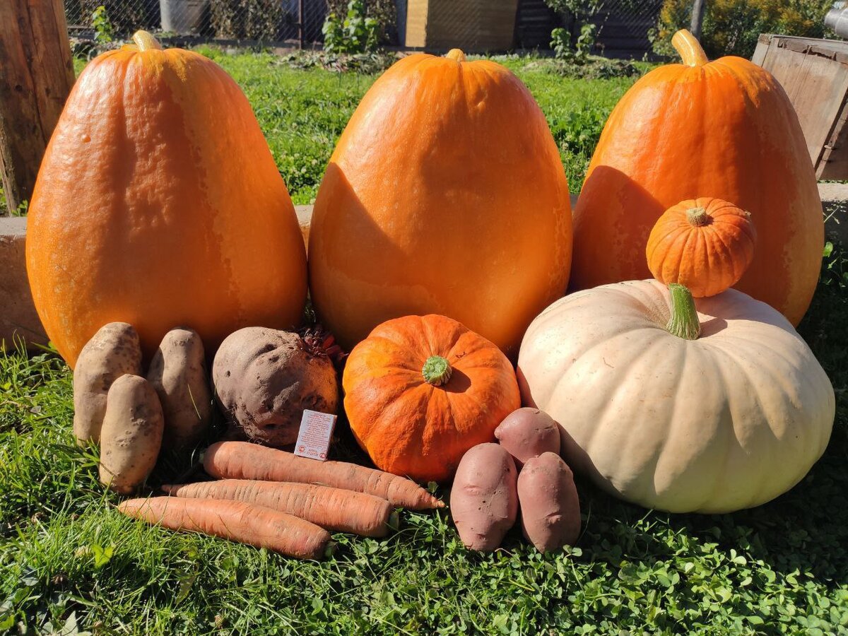 Урожай подписчицы Дачного агронома 