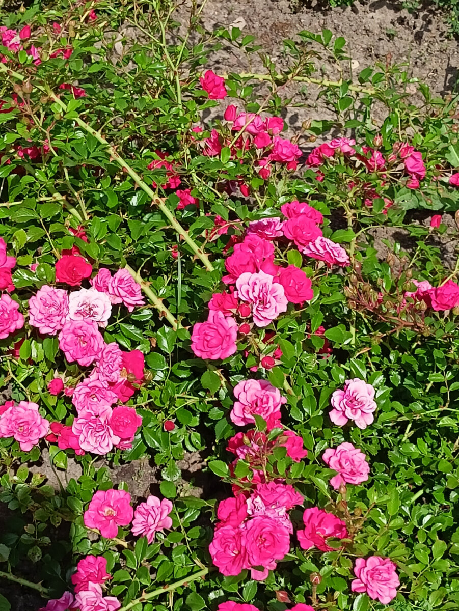 Такие розы цветут у нас в парке весь сезон.