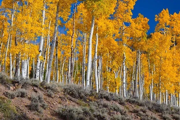     Самый крупный организм на земле в большой опасности: экологи забили тревогу