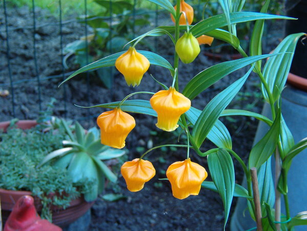 20 de plante cu aspect ciudat care există în natură