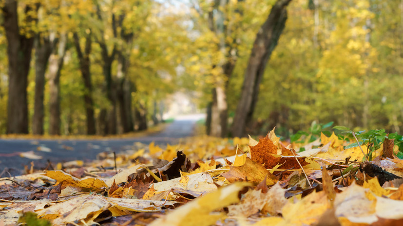   Gettyimages.ru seagullNady Zima / 500px