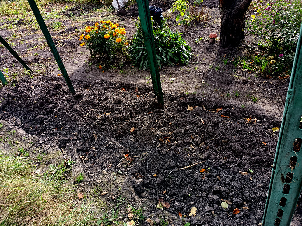 (Фото автора). Грядка для огурцов.
