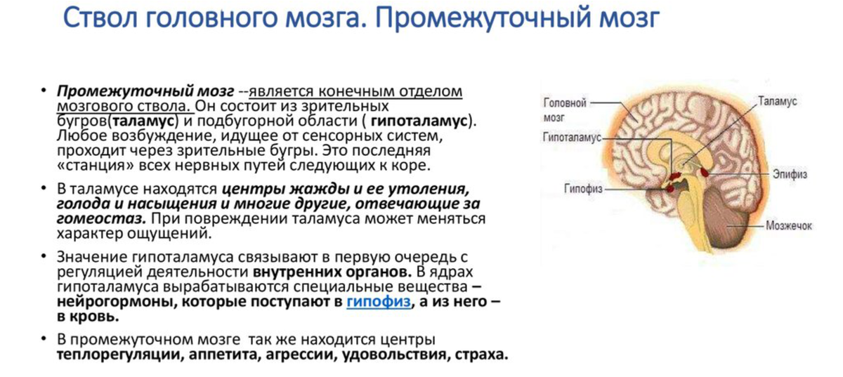 Промежуточный отдел функции. Промежуточный мозг ствол мозга функции. Ствол мозга продолговатый задний средний промежуточный мозг. Строение задних отделов головного мозга» промежуточный мозг. Отделы промежуточного мозга гипоталамус таламус мост.