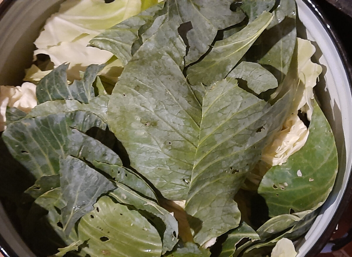 Существует много рецептов приготовления крошева ( квашеные зеленые капустные листья).-2