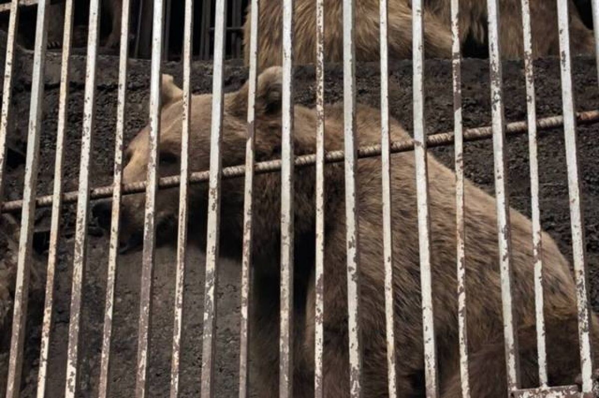    В Северной Осетии женщина держала без лицензии бурых медведей в клетках