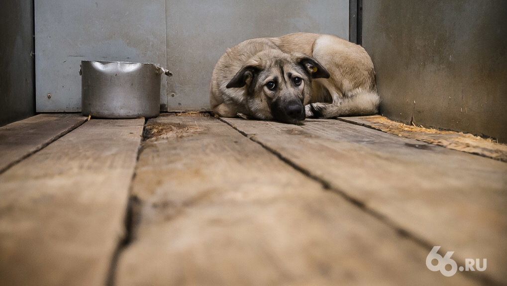 Фото: архив 66.RU, Антон Буценко