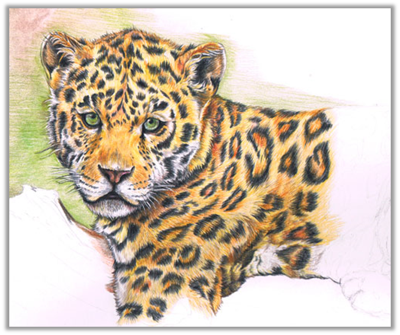Как нарисовать гепарда и раскраска гепард