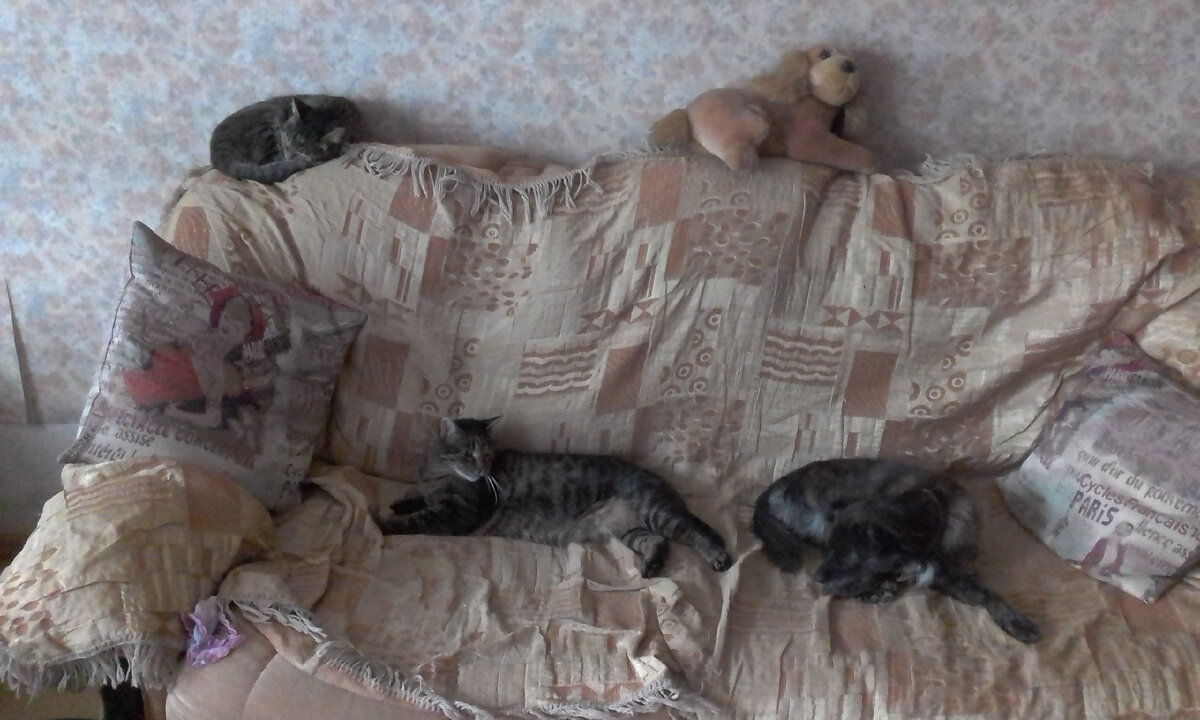 На спинке дивана спит Маркиз, а на диване Фима и Филька.