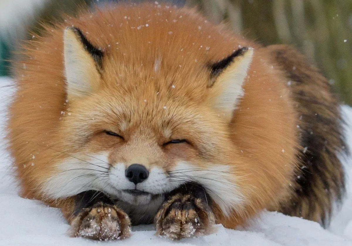 Фото из открытого источника в Интернете.