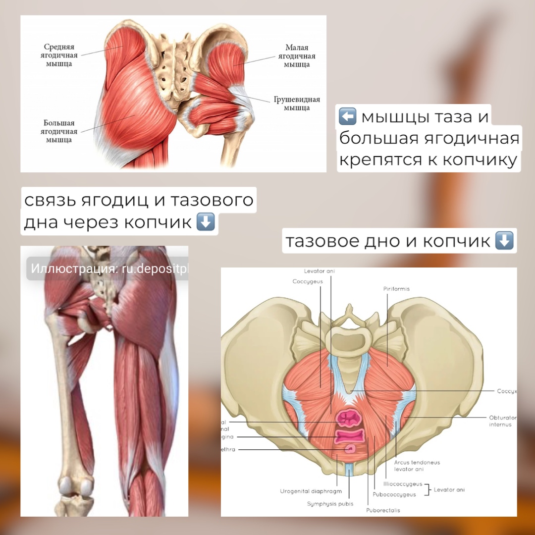 Форма ягодиц и тазовое дно | MomsLab - йога, пилатес, питание, медитации  для женщин | Дзен