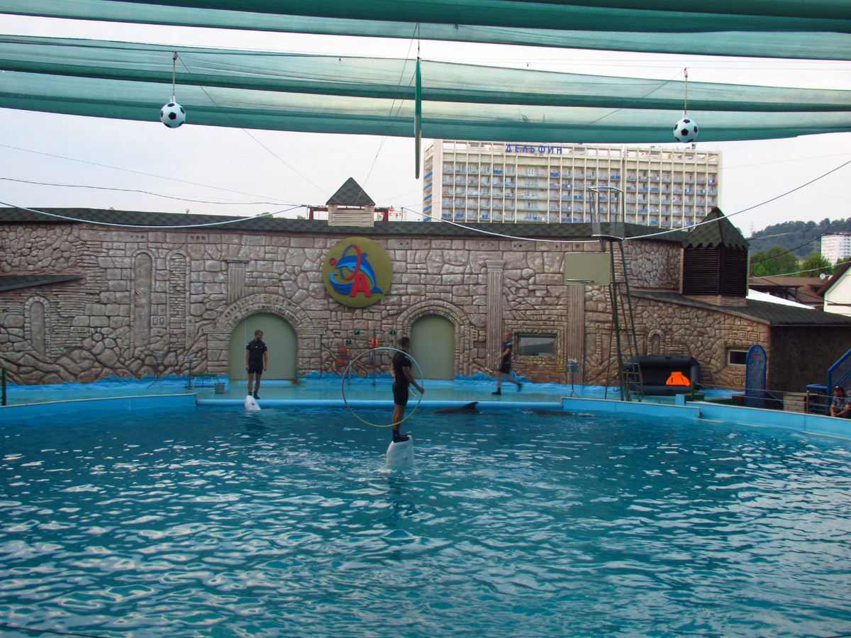 На представлении в Адлерском дельфинарии