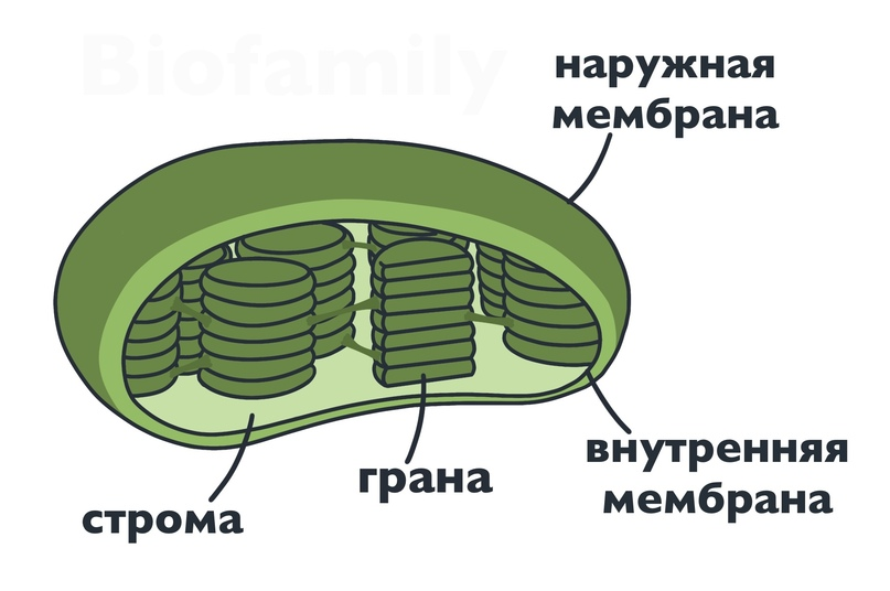 Хлоропласты имеют мембраны. Строение хлоропласта рисунок. Внутреннее строение хлоропласта. Строение хлоропласта рисунок с подписями. Строение хлоропласта растительной клетки.