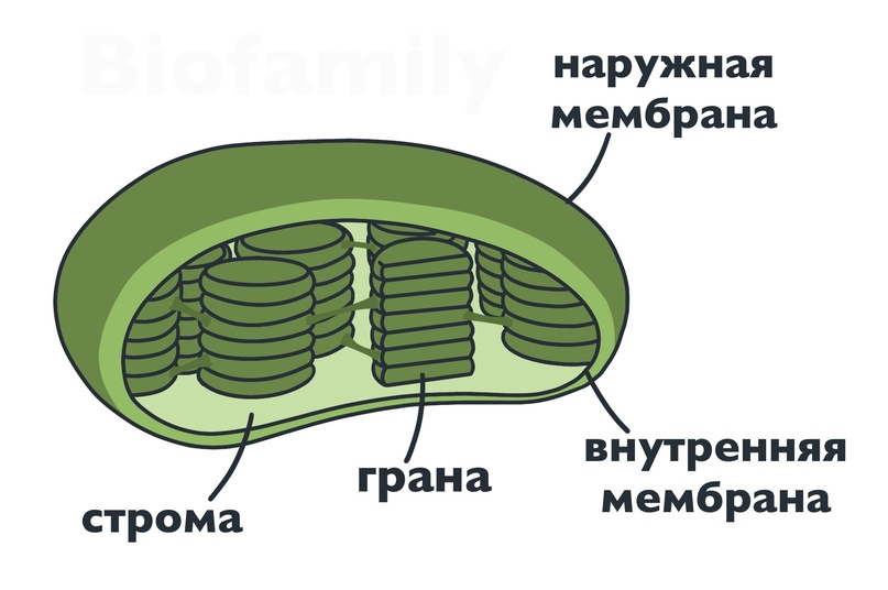 Хлоропласт мембрана. Мембраны пластид. Внутренняя мембрана пластид. Строение хлоропласта рисунок. Рисунок хлоропласта с подписями.