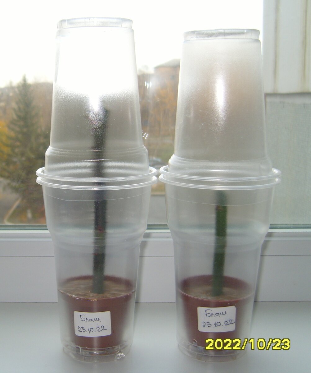 Два черенка розы Блаш неделю назад