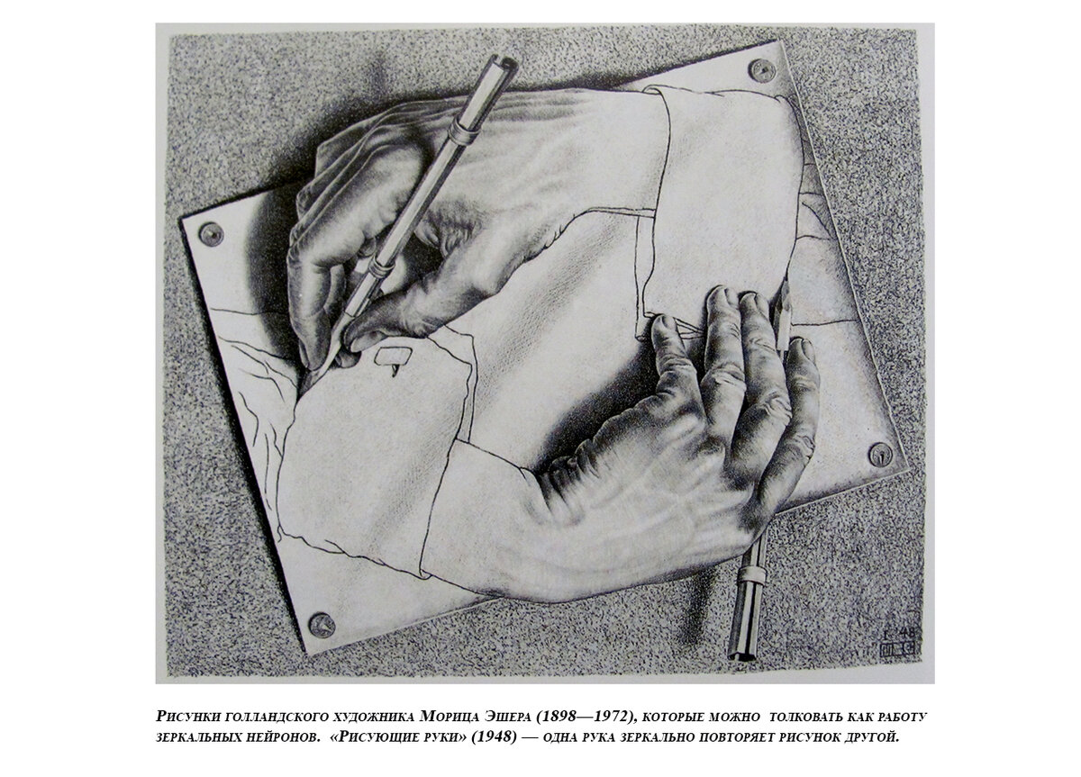 Рисунки голландского художника Морица Эшера (1898—     1972), которые можно толковать как работу зеркальных нейронов. «Рисующие руки» (1948) — одна рука зеркально повторяет рисунок другой.