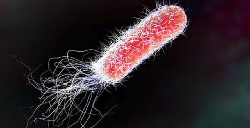 E.coli (кишечная палочка)