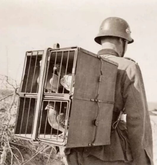 Яндекс. Картинки.