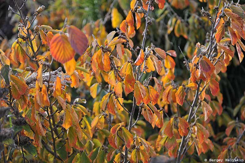 Гамамелис промежуточный 'Arnold's Promise'