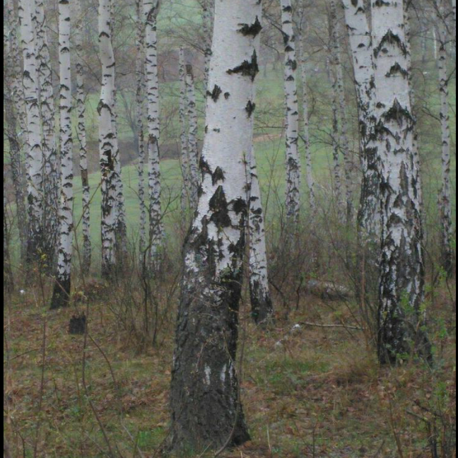 фото из свободного доступа