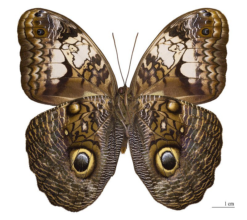 Caligo martia (ventre) - бабочка-сова