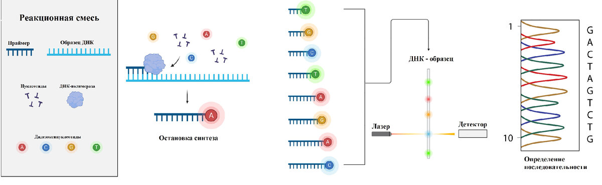 «плюс-минус» метод секвенирования днк. «плюс-минус» метод секвенирования днк. Схема химического секвенирования днк. Схема процесса секвенирования днк. Метод дробовика секвенирование.