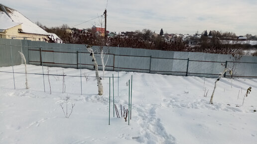 Спанбондом Обворачиваю на Зиму🍇🍇🍇 ЕЖЕВИКУ. Начались Морозы выше -10. Лёвушка🐱 ПРОКАЗНИЧАКТ!!! 1 декабря 2022г.