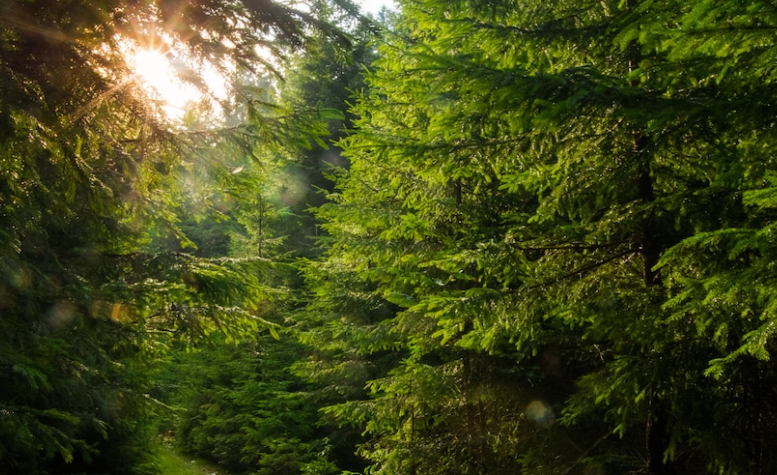    ru.freepik.com
