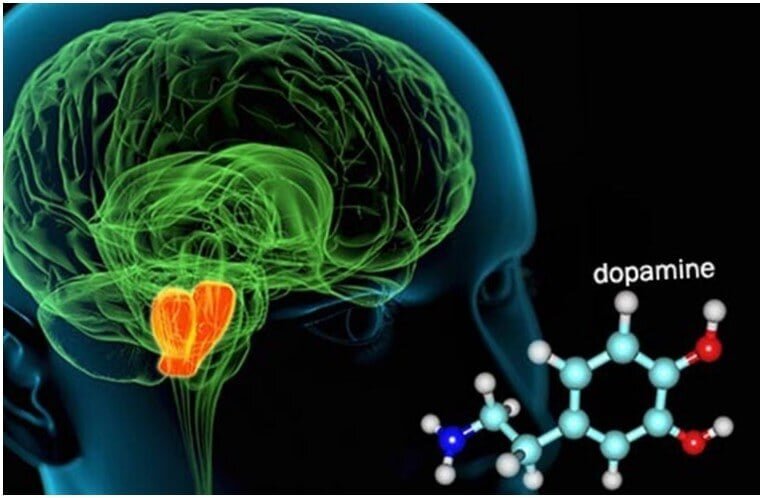    Ученые давно подозревали, что дофамин связан со спонтанными действиями