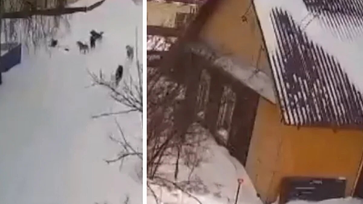 Фото: стоп-кадр из видео