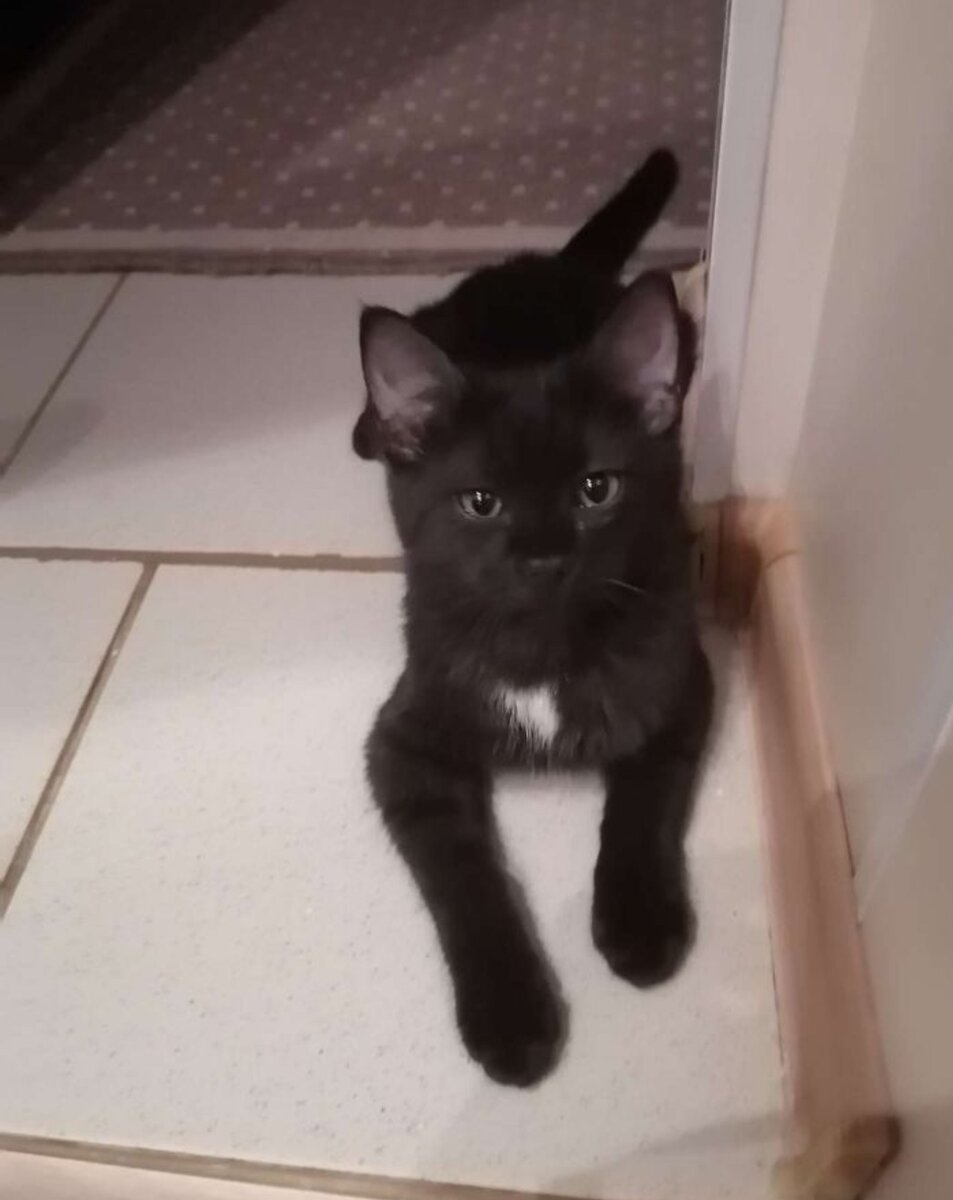 То самое фото, по которому я поняла, что это мой кот!😻