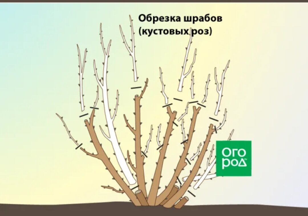 Как обрезать форзицию после цветения схема