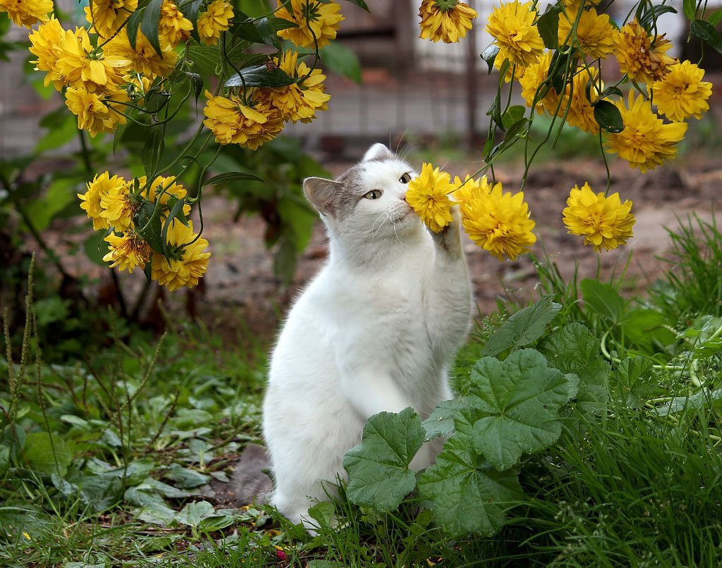 День яндекса в мае. Кошка в саду. Кошка на даче. Кот нюхает цветы. Кот в цветах на даче.