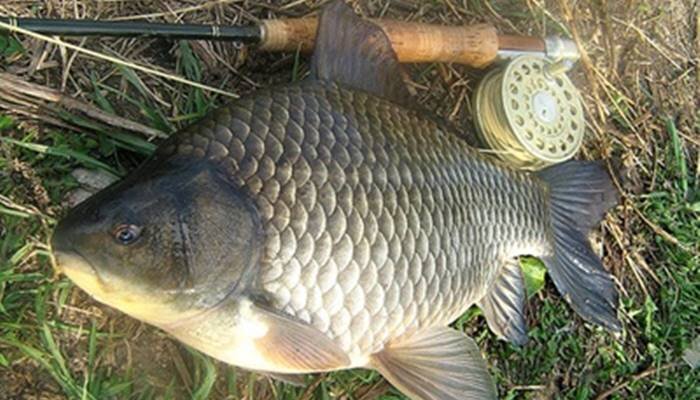 Ловля карася нахлыстом - снасти, мушки, как и где ловить