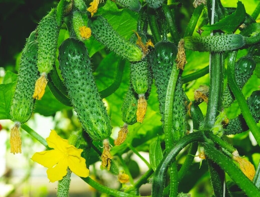 Огурцы с моего огорода