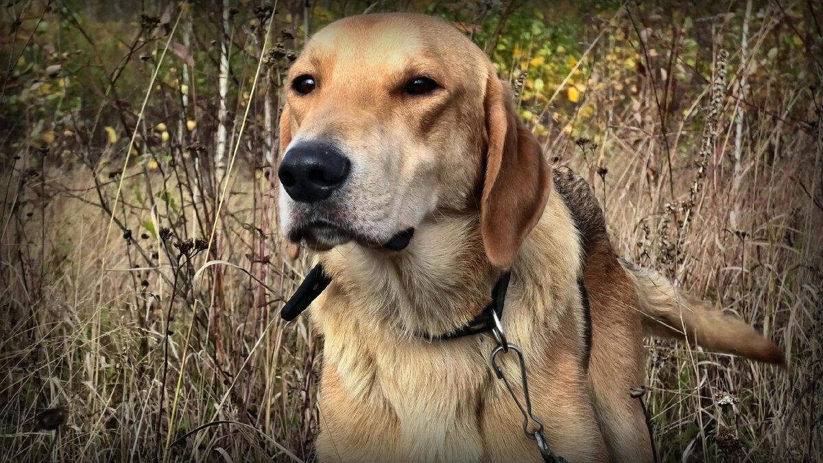 Выжлец Русской гончей по кличке "Гон".