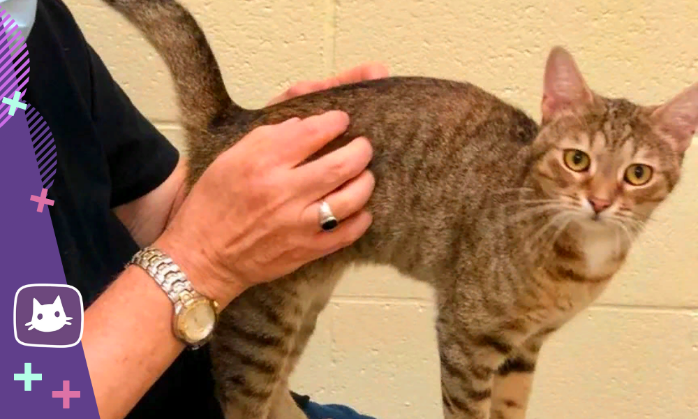 Почему кошка поворачивается задом к хозяину. Для чего нужен хвост кошке. Почему кошка поворачивается задом к хозяину. Кошачий зад. Котик поворачивается.