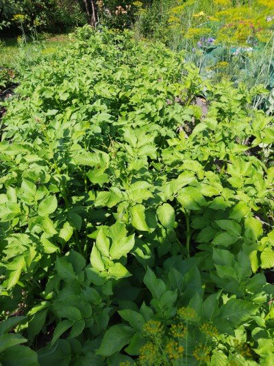 На картошке нет колорадского жука. Почему? Все просто | Дачная фанатка ...