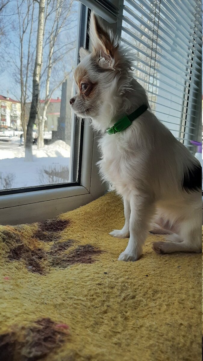 Хенни Тайм - первая зима его жизни.