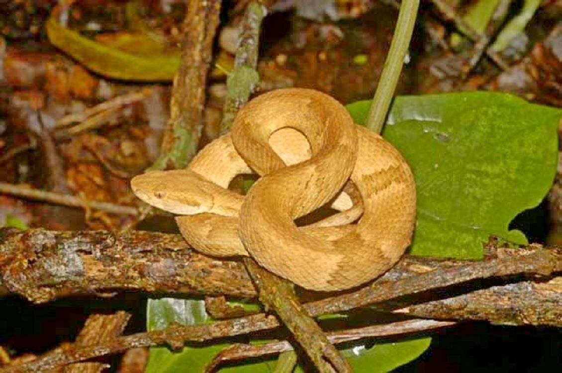 Островной ботропс.