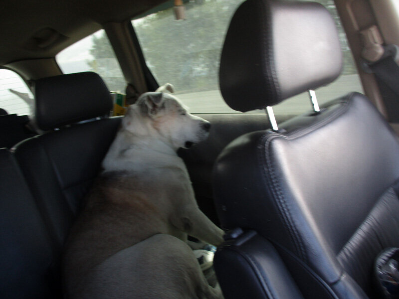 Пёс после происшествия