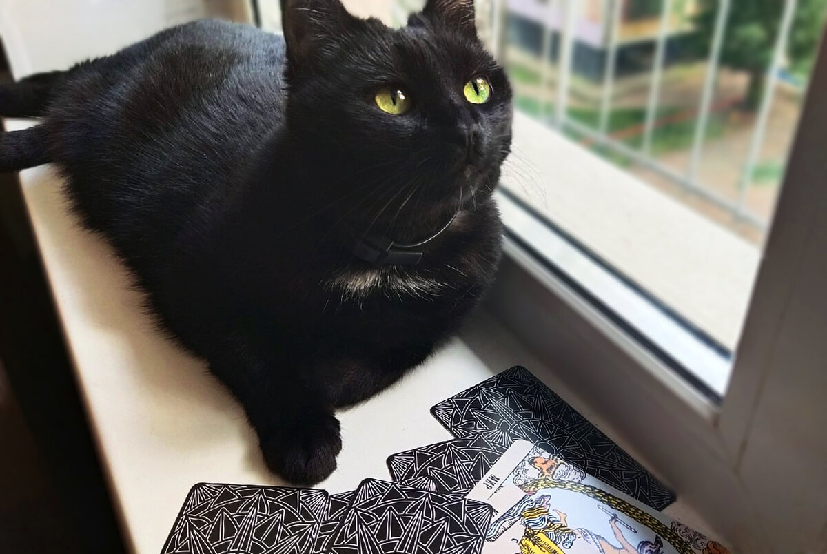 Чёрная кошка и карты Таро. Фото автора
