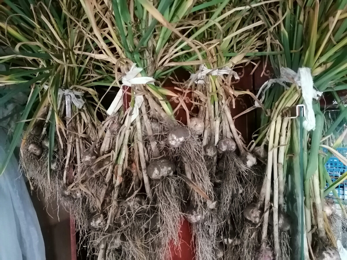 повесила чеснок на просушку